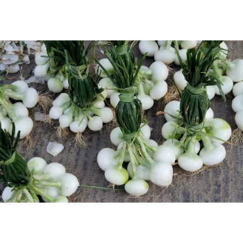 Frozen Onion (26)-1598469-20109.webp